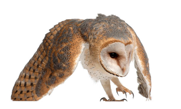 istock Barn Owl, Tyto alba, 4 months old, against white background 823752294