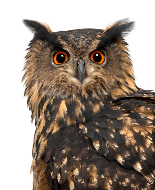 istock Eurasian Eagle-Owl, Bubo bubo, 15 years old, against white background 823752330