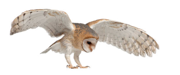 istock Barn Owl, Tyto alba, 4 months old, flying against white background 823752338