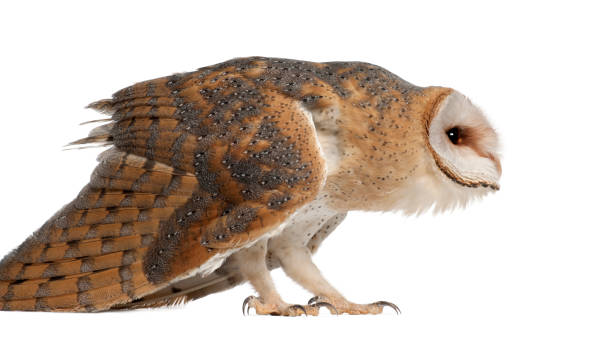 istock Barn Owl, Tyto alba, 4 months old, standing against white background 823752358