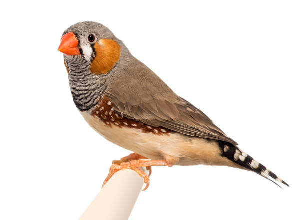 istock Zebra Finch, Taeniopygia guttata, against white background 823752584