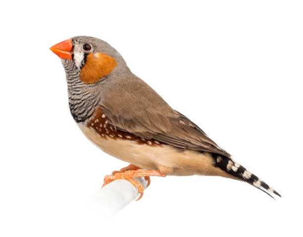 istock Zebra Finch, Taeniopygia guttata, against white background 823752600