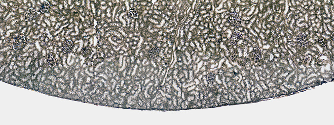 microscopic cross section showing a detail of the kidney from a rat