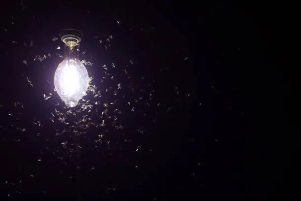 Photo of Moths flying around purple light bulbs