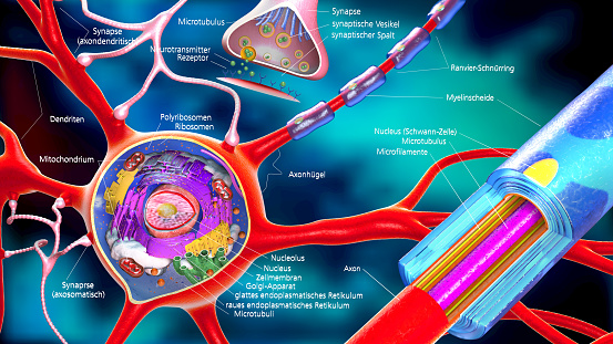 colorful 3d illustration of a neuron and cell-building with german descriptions