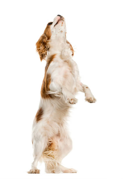 istock Cavalier King Charles Spaniel on his hind legs, isolated on white 823756234