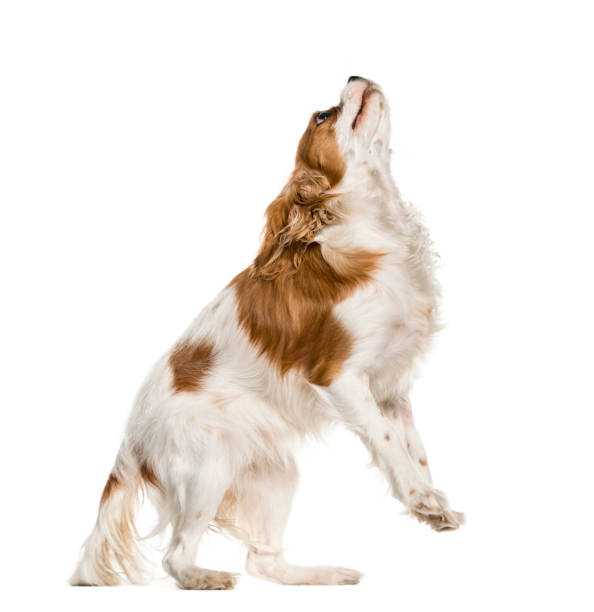 istock Cavalier King Charles Spaniel starting stand on his hind legs, isolated on white 823756258