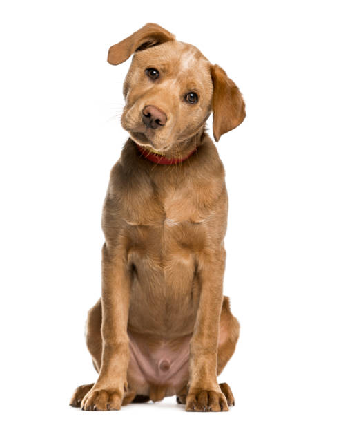 istock Labrador Retriever puppy looking at the camera, isolated on white 823756340