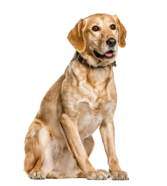 istock Mixed breeded dog sitting, isolated on white 823756368