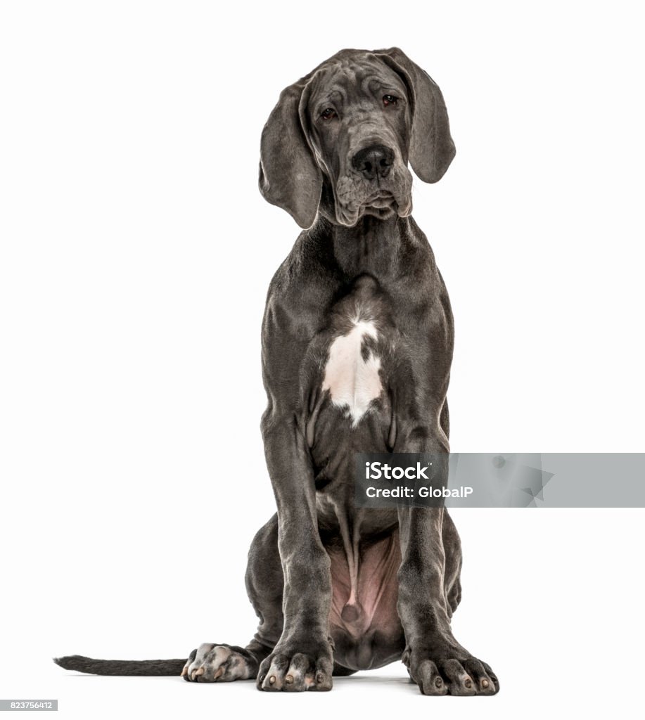 Great Dane sitting, isolated on white Great Dane Stock Photo