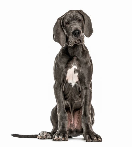 Great Dane sitting, isolated on white Great Dane sitting, isolated on white great dane stock pictures, royalty-free photos & images