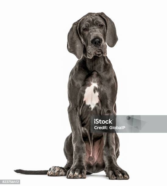 Great Dane Sitting Isolated On White Stock Photo - Download Image Now - Great Dane, White Background, Cut Out