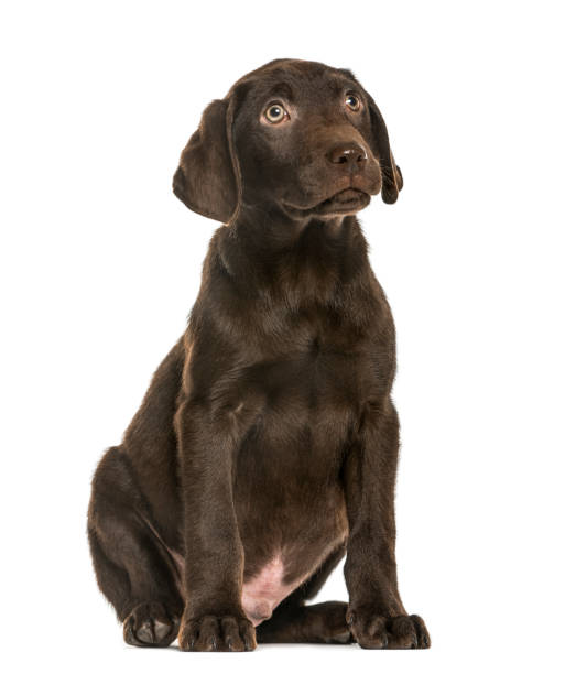 istock Labrador Retriever puppy looking up, 3 months old, isolated on white 823756450