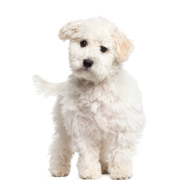 istock Maltese puppy standing, 6 months old, isolated on white 823758546
