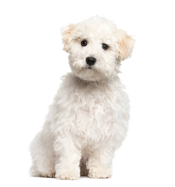 istock Maltese puppy sitting, 6 months old, isolated on white 823758640