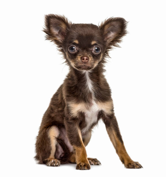 istock Chihuahua puppy sitting, 4 months old, isolated on white 823758712