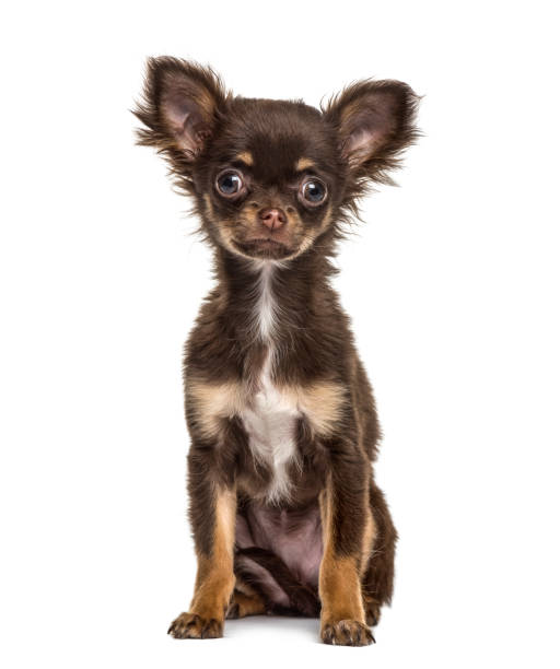 istock Chihuahua puppy sitting, 4 months old, isolated on white 823758726