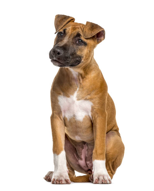 istock American Staffordshire Terrier puppy (4 months old) 823758776