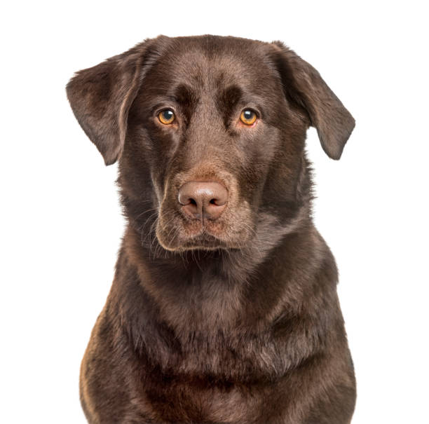Chocolate Lab Face Cover Chocolate Lab Face Cover