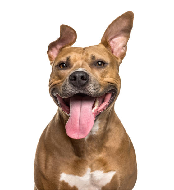Close-up of American Staffordshire Terrier panting, isolated on white Close-up of American Staffordshire Terrier panting, isolated on white american staffordshire terrier stock pictures, royalty-free photos & images