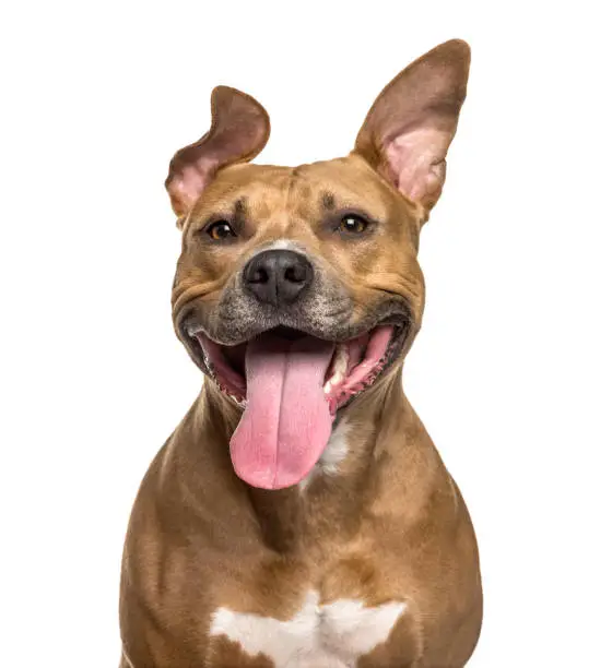 Close-up of American Staffordshire Terrier panting, isolated on white