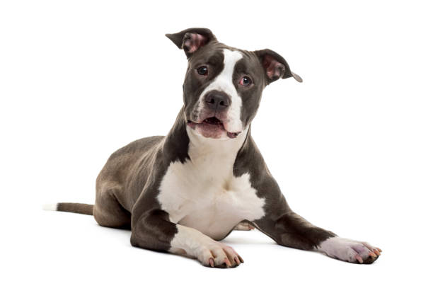 istock American Staffordshire Terrier lying, isolated on white 823759114