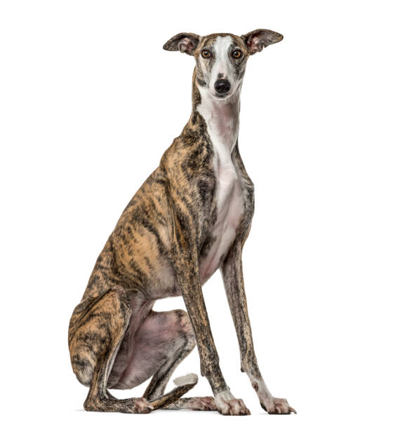 Slim galgo sitting, isolated on white Slim galgo sitting, isolated on white greyhound stock pictures, royalty-free photos & images