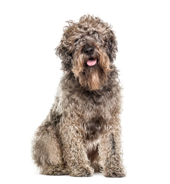 istock Cross-breed dog sitting and panting, isolated on white 823759636