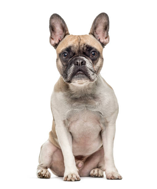 istock Old french bulldog sitting, isolated on white 823759736