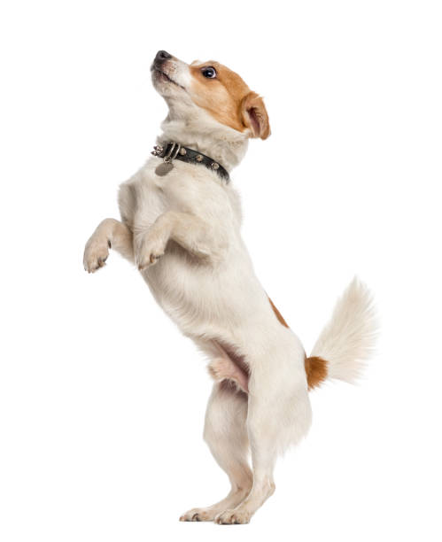 istock Jack Russell Terrier on hind legs, isolated on white 823759970