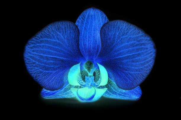 istock orchids on isolated background. beautiful flower branches orchids on white background 823760210