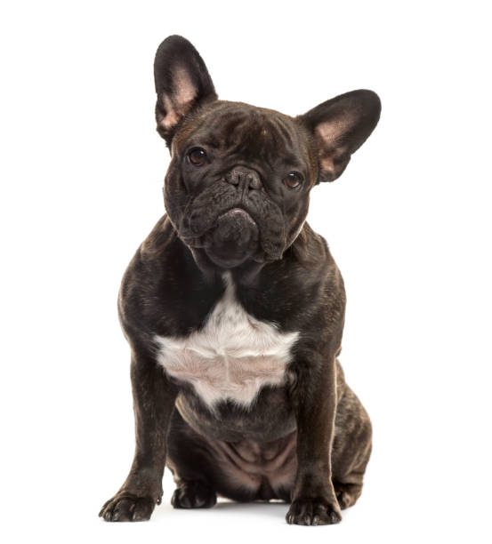 istock French Bulldog sitting, 18 months old, isolated on white 823763130