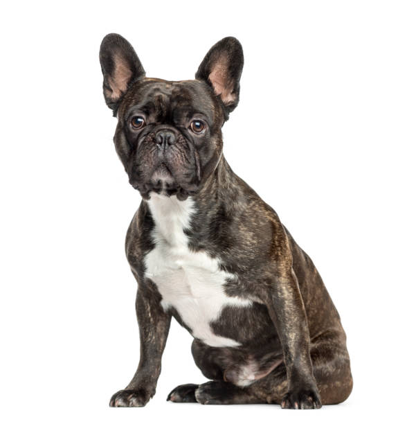 istock French Bulldog sitting, 2 years old, isolated on white 823763344