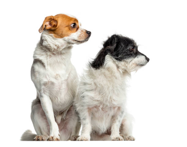 istock Mixed-breed dogs sitting and looking away, isolated on white 823763628