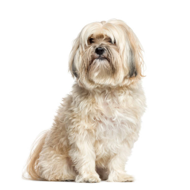 istock Shih-tzu sitting, 10 years old, isolated on white 823763634
