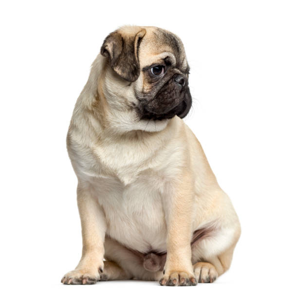 istock Pug sitting, 7 months old, isolated on white 823763780