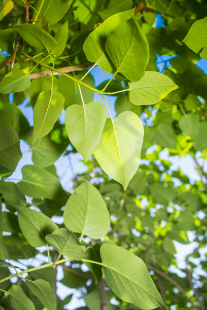 istock Green leaves in the sunlight 2 823763870