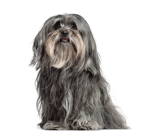 istock Mixed-breed dog sitting, 5 years old, isolated on white 823763922