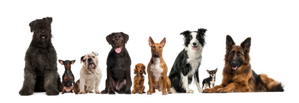 istock Group of dogs facing camera, isolated on white 823764052