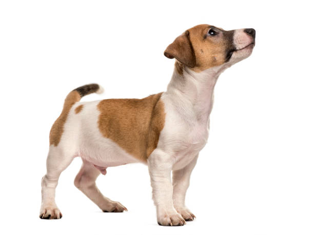 istock Jack russell standing looking up, isolated on white 823764156