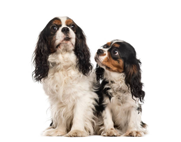 istock Two Cavalier king Charles sitting, isolated on white 823764392