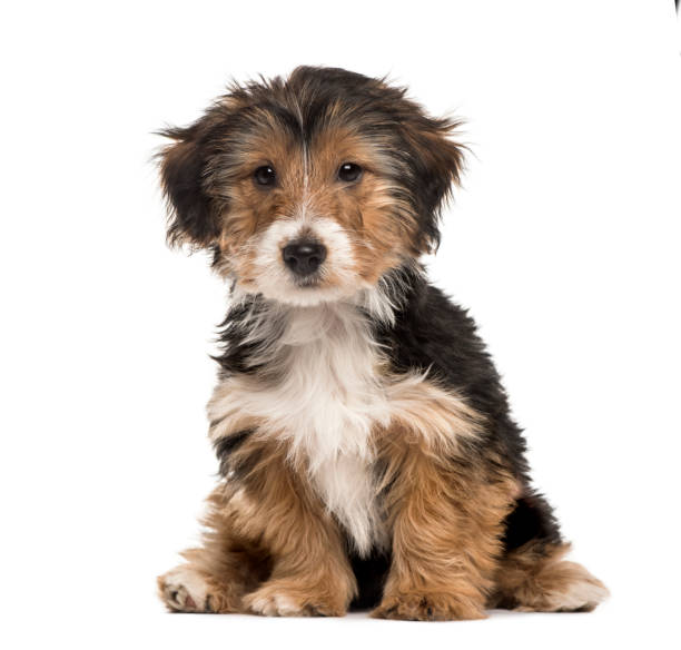 istock Yorkshire sitting, 3 months, isolated on white 823764418