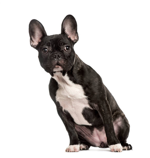 istock French Bulldog sitting, isolated on white 823765552