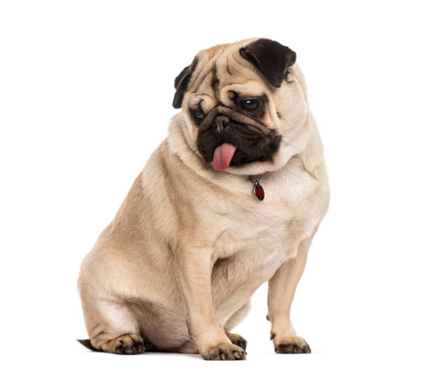 istock Pug sitting sticking the tongue, isolated on white 823766856