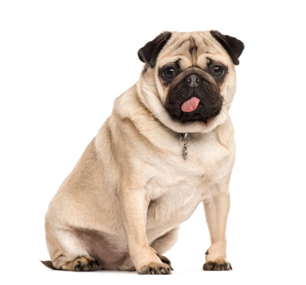 istock Pug sitting sticking the tongue, isolated on white 823766910