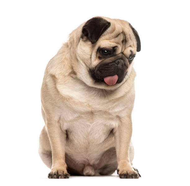 istock Pug sitting sticking the tongue, isolated on white 823767008