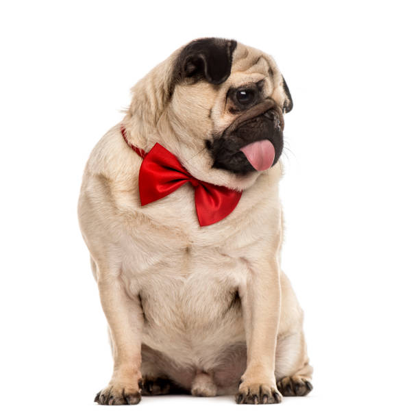 istock Pug with a red bow tie sitting, isolated on white 823767060