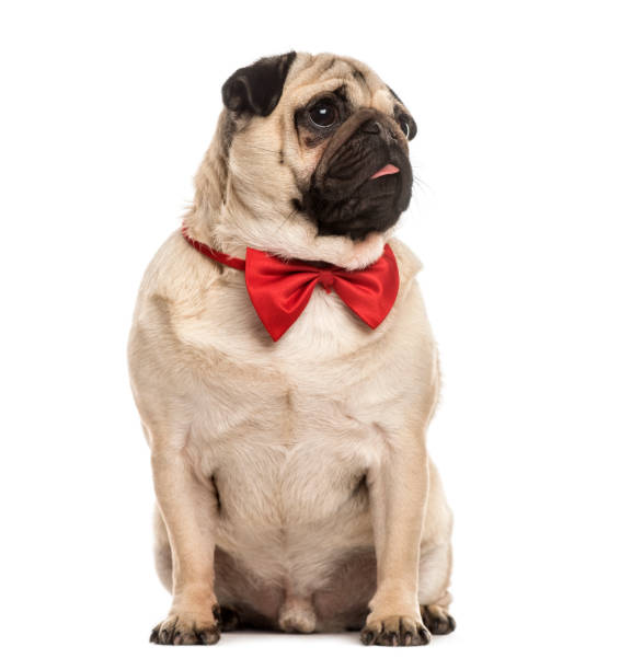 istock Pug with a red bow tie sitting, isolated on white 823767148
