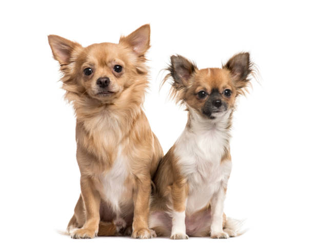 istock Two chihuahuas sitting, isolated on white 823767246
