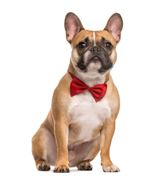 istock Pug with a red bow tie sitting, isolated on white 823767320